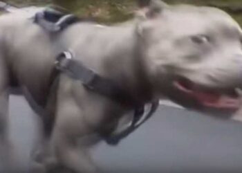 Narkomani ujeli policajce