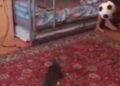 Maca koja bi lagano mogla da stane među stative (VIDEO)