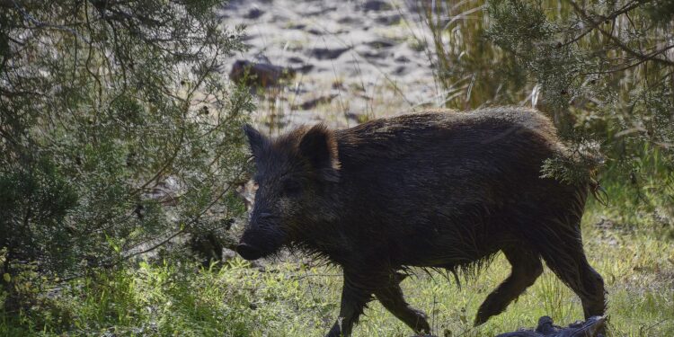 Divlje svinje i na Kalemegdanu, jedna stradala posle pada sa garaže