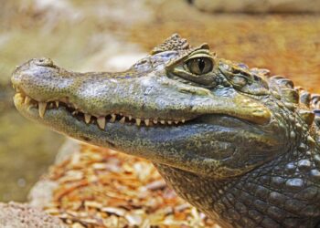 Aligator pronašao prebivalište u parku u Čikagu