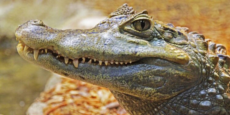Aligator pronašao prebivalište u parku u Čikagu