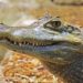 Aligator pronašao prebivalište u parku u Čikagu