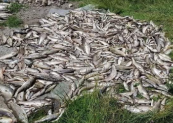Reka bela kao mleko, a pomor ribe veliki: Ko je kriv za to? (FOTO)