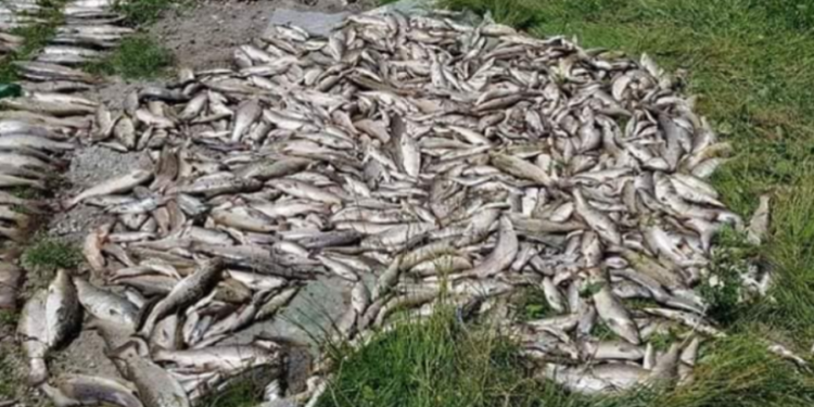 Reka bela kao mleko, a pomor ribe veliki: Ko je kriv za to? (FOTO)