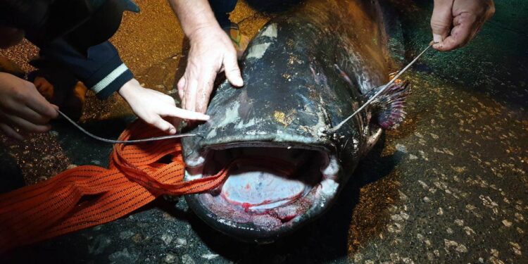 Višegrad: Alas ulovio soma od 84 kilograma (FOTO)