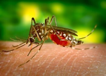 Preti virus Zapadnog Nila