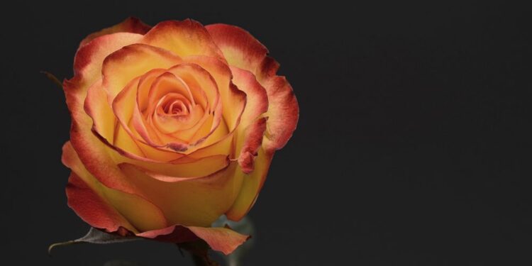 Ljubav je bajka – Marsel Prust