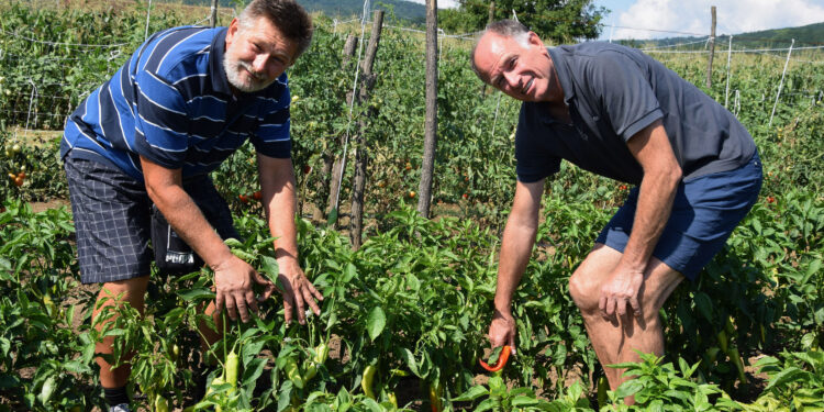 Građevinac gaji voće