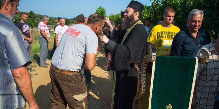 Obrali grožđe u Hilandaru