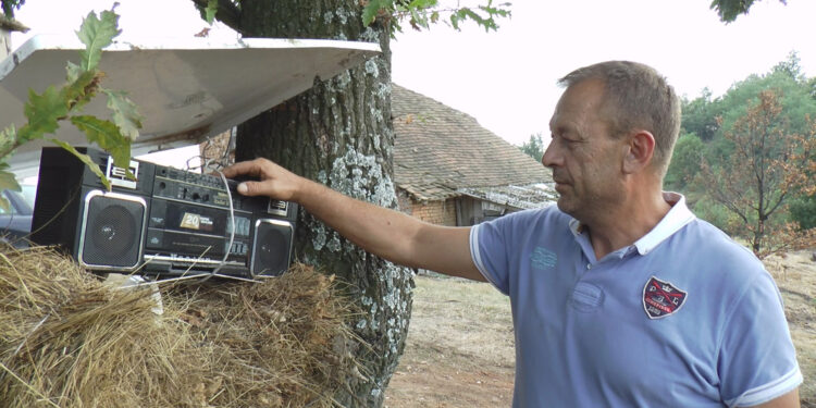 Narodnjacima na divlje svinje