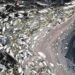 Ekološka katastrofa u Kuli: Pomor ribe u Begejcu (FOTO)