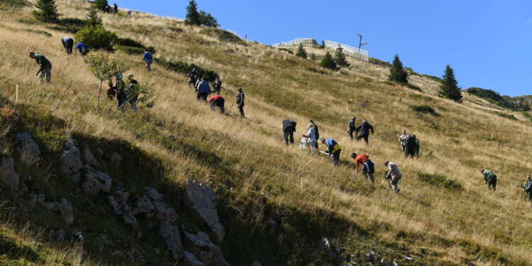 Akcijom pošumljavanja na Jahorini zasađeno novih 10.000 sadnica