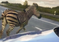 Nemačka: Zebra ubijena jer je uzrokovala nesreću na autoputu (FOTO)
