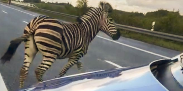 Nemačka: Zebra ubijena jer je uzrokovala nesreću na autoputu (FOTO)