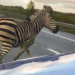 Nemačka: Zebra ubijena jer je uzrokovala nesreću na autoputu (FOTO)