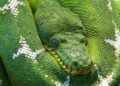 Veliki piton napao turiste u Južnoj Africi (VIDEO)
