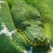 Veliki piton napao turiste u Južnoj Africi (VIDEO)