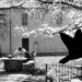Izložba „Čizma” u BW Experience u okviru festivala fotografije Vizualizator
