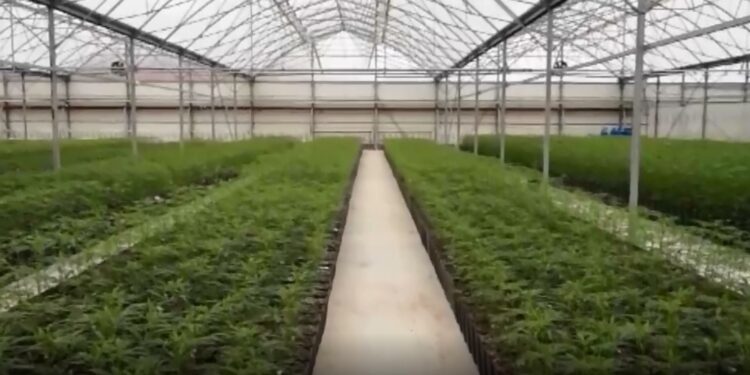 Na poljoprivrednom imanju pronađena laboratorija marihuane, vlasnik uhapšen