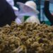 Najkorisnijim bićima preti nestanak (4): Pesticide nabavljaju na crno