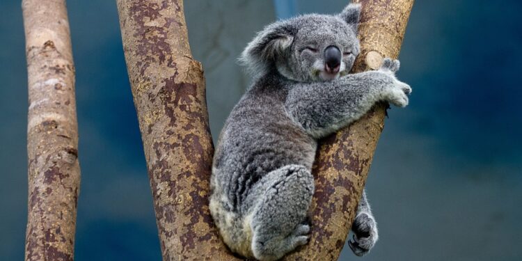 Šumski požari uništavaju prirodu: Nastradalo oko 350 koala