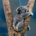 Šumski požari uništavaju prirodu: Nastradalo oko 350 koala