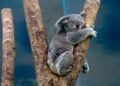 Požari u Australiji ugrožavaju opstanak koala