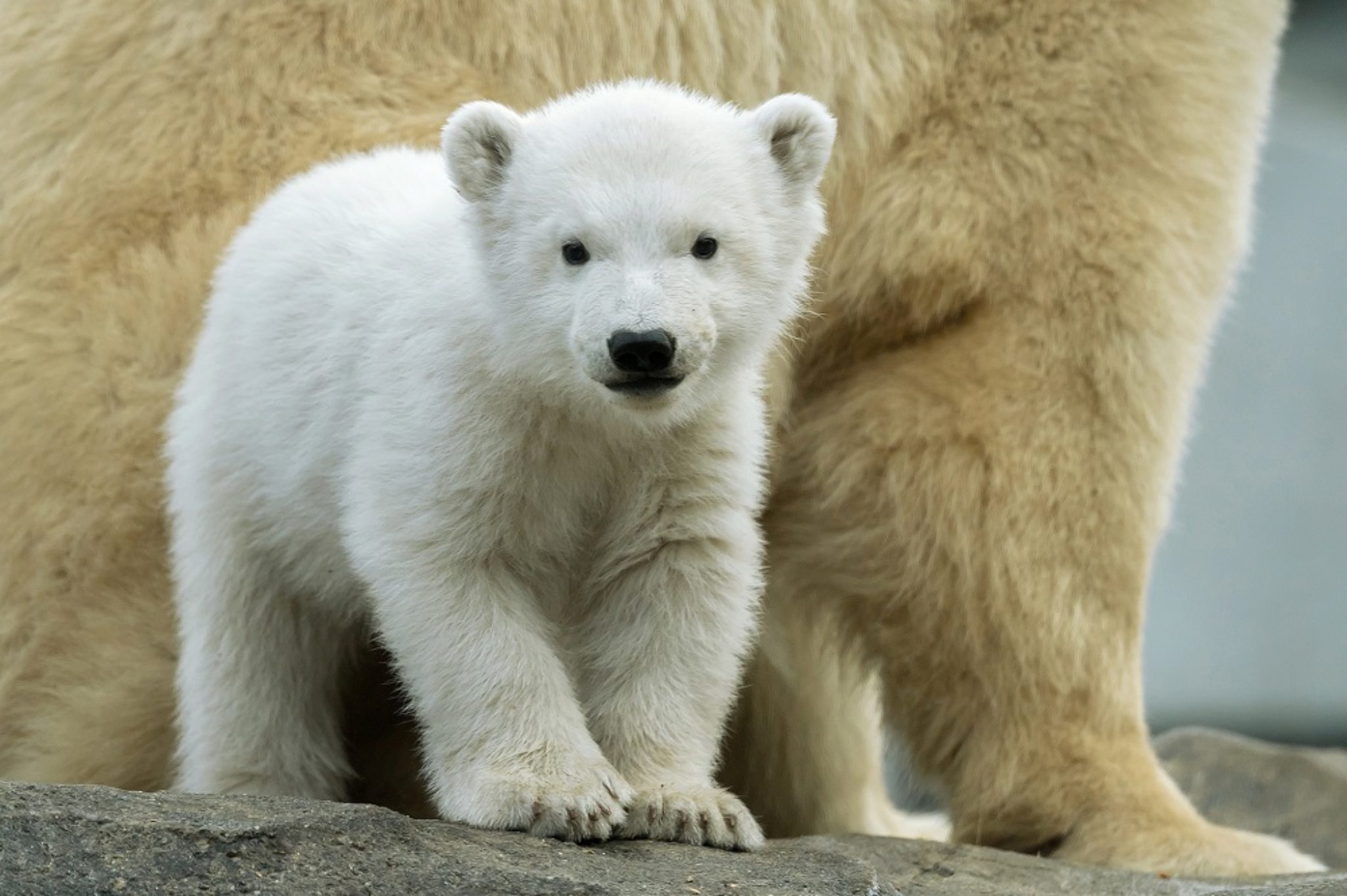 International Polar Bear Day. Baby Bear. Cub Polar Bear 1 Day. Cub Polar Bear 1 Day age.