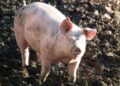 Rusija ukida ograničenja na uvoz svinjetine iz Srbije?