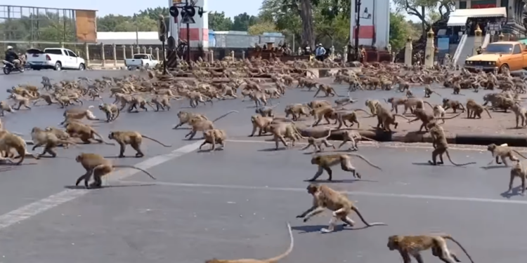 Ljudi u karantinu, životinje zaposele gradove (VIDEO)