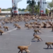 Ljudi u karantinu, životinje zaposele gradove (VIDEO)