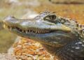 Aligator ubio ženu u Južnoj Karolini