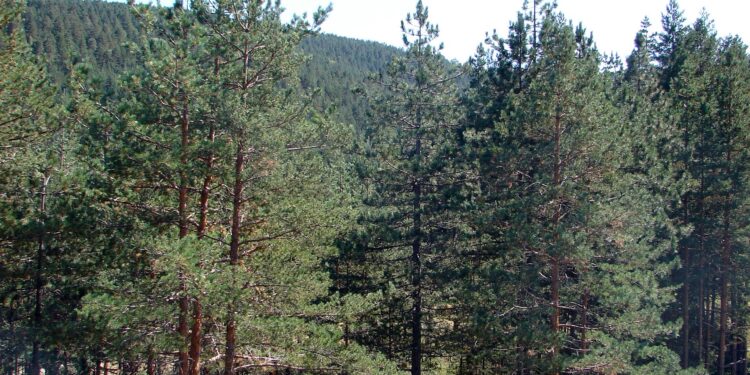 Bekstvo u prirodu (3): Svi bi na Zlatibor i Frušku goru