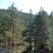 Bekstvo u prirodu (3): Svi bi na Zlatibor i Frušku goru