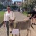 Magarac ispred opštine Budva (VIDEO)