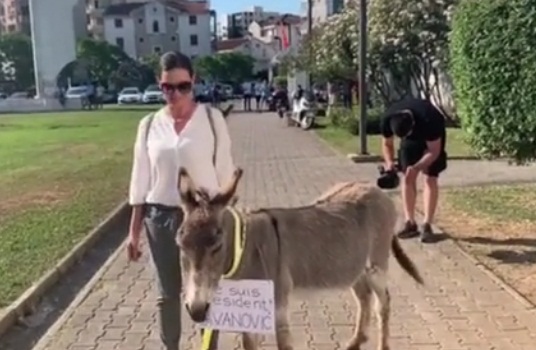 Magarac ispred opštine Budva (VIDEO)