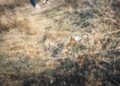 Srbija u kandžama sekti (2): Gurui ispiraju mozak
