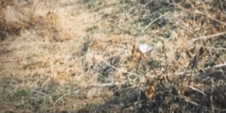 Srbija u kandžama sekti (2): Gurui ispiraju mozak