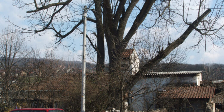 Crveni orah kao misterija