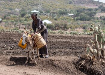 Da li će u budućnosti Afrika “hraniti” ostatak sveta?