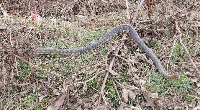 Neobični zimski gost: Velika zmija iznenadila Leskovčane (FOTO)