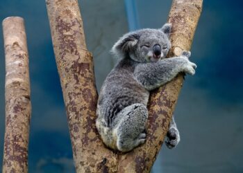 I koala dočekala Deda Mraza