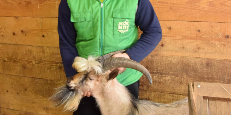 Jasenovo draže od Beča