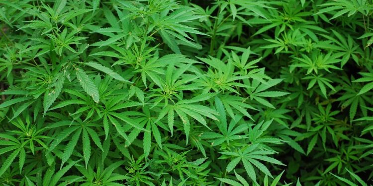 Na Horgošu zaplenjena mini laboratorija za uzgoj marihuane