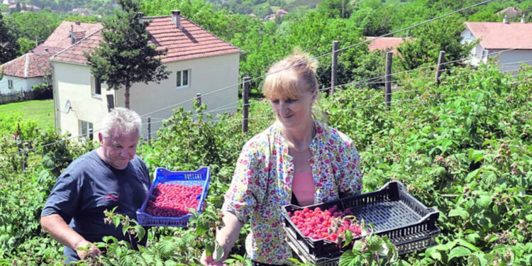 Srbija obara rekorde u izvozu (1): Blago leži i u agraru