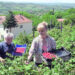 Srbija obara rekorde u izvozu (1): Blago leži i u agraru