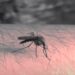 U Beogradu otkriven virus Zapadnog Nila