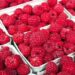 Srpski voćar: Maline nema ko da bere, sezonci dolaze iz Albanije