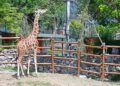 Jubilej Beo zoo-vrta (3): Žirafi stiže devojka