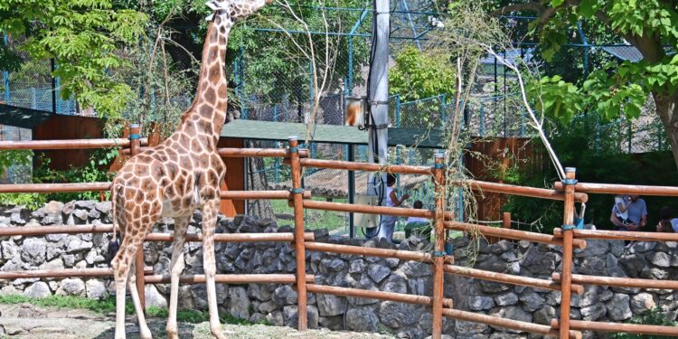 Jubilej Beo zoo-vrta (3): Žirafi stiže devojka